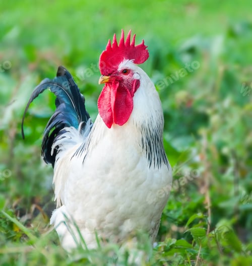 Preview: Beautiful Rooster on nature background
