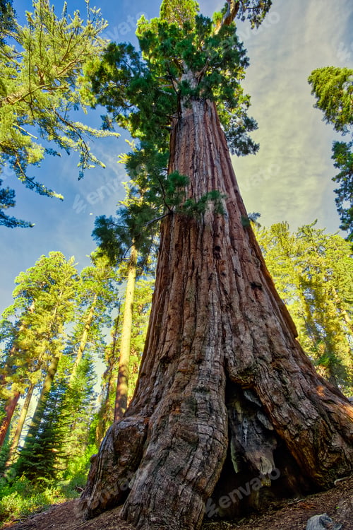 Preview: Giant Sequoia, General Grant Grove, Sequoia & Kings Canyon National Park