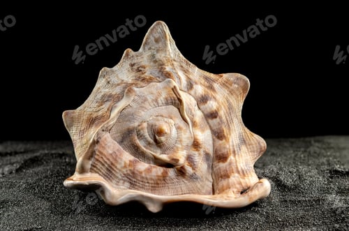 Preview: King Helmet seashell on a dark background