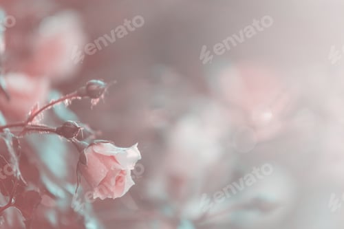 Preview: Rose