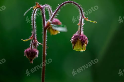Preview: the flowers have long stem stems, and small yellow and red flowers