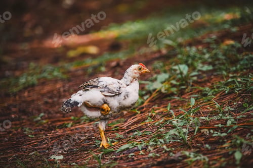 Preview: Chicken in nature - Farm