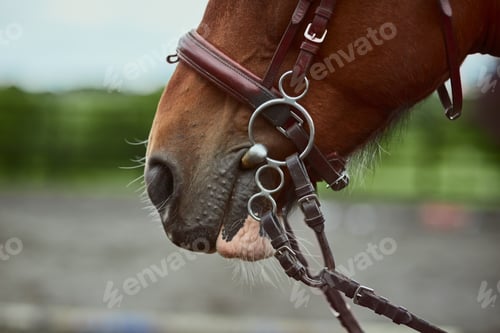 Preview: Straight from the horses mouth. Cropped shot of a ponys mouth and harness.