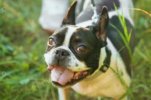 Preview: Portrait of a black and white French bulldog on the grass. Close-up. Looks at the camera
