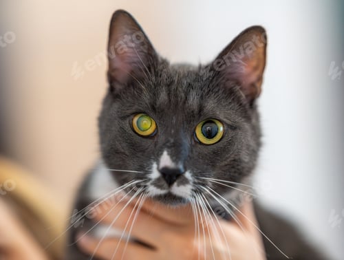 Preview: Close-up of a grey cat with yellow eyes.