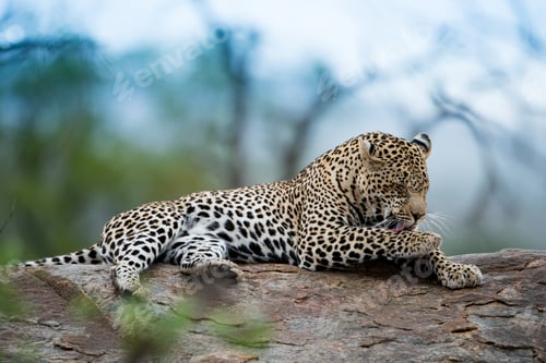 Preview: Beautiful shot of an african leopard resting on the rock with a blurred background