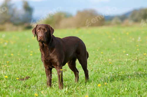 Preview: Brown labrador dog on a green meadow