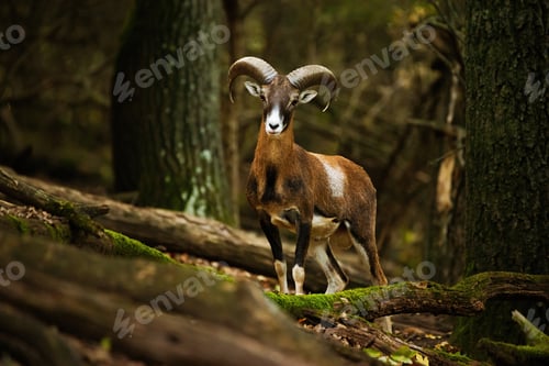 Preview: European mouflon