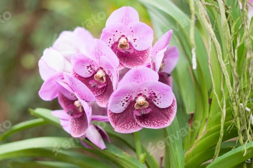Preview: bright pink cymbidium orchid in botanical garden, floral background, plant portrait close up