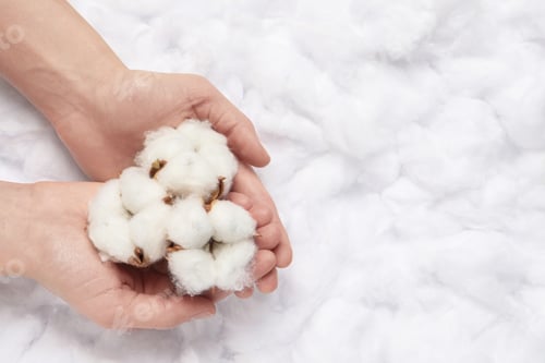 Preview: Woman holding cotton flowers on white fluffy background, top view. Space for text