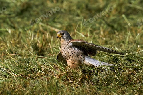 Preview: Common kestrel (Falco tinnunculus)