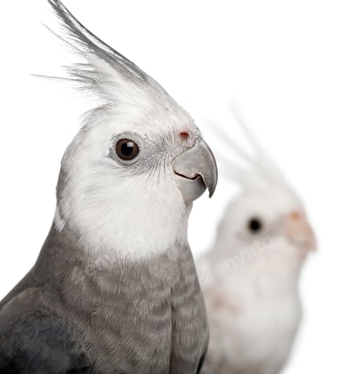 Preview: Close-up of Male and female Cockatiel, Nymphicus hollandicus, in front of white background