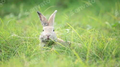 Preview: Little rabbit on green grass with background of natural in summer day at during the sunset.