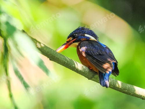 Vorschau: Eisvogel