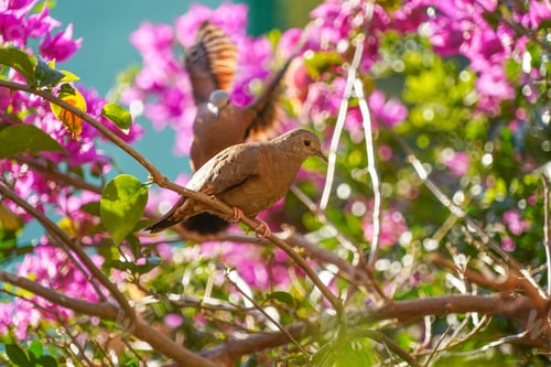 Preview: Beautiful Dove Bird on the branch with a pink flowers behind