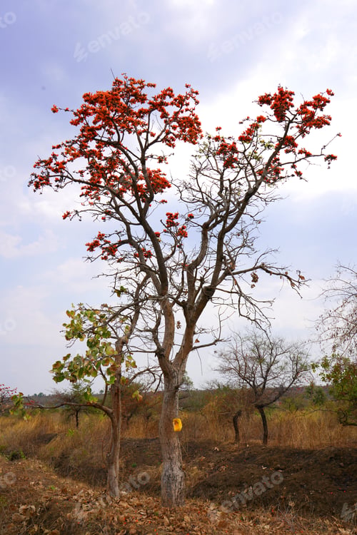 Preview: Palash flower tree, Butea Monosperma or palash flower