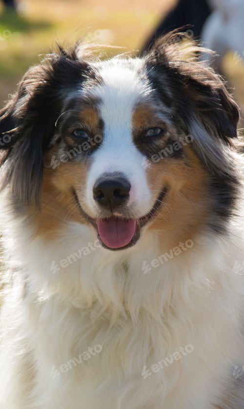 Preview: Australian Shepard on a sunny day in New Bern North Carolina