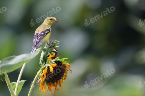 Preview: Small yellow bird perching on a sunflower in a garden with a blurred green background