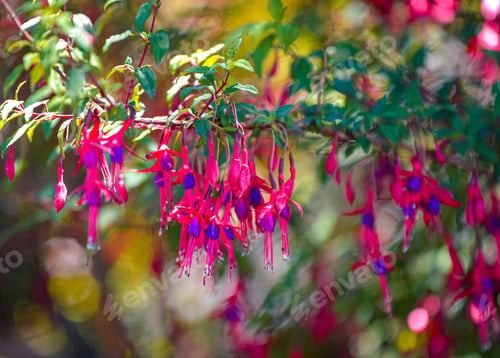 Preview: Small pink and purple flowers