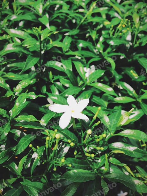 Preview: Little white flower
