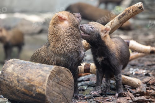 Preview: Bush dog (Speothos venaticus) in nature.