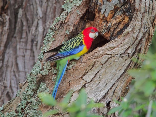 Preview: Vibrant Eastern Rosella on tree trunk