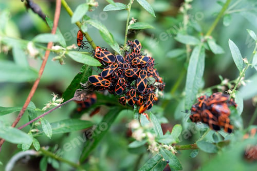 Preview: Swarm of shield bug (Tropidothorax belogolowi)