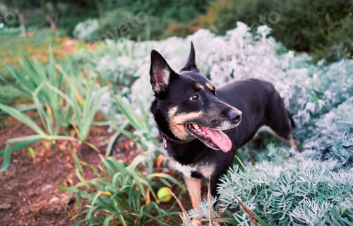 Preview: Portrait of a dog in the park with white and green plants in the background