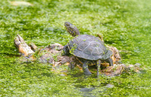 Preview: European pond turtle, Emys orbicularis. A turtle bask in the sun in the middle of a pond