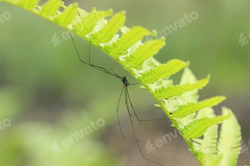 Preview: long leg spider