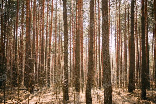 Preview: Spring Pine Forest Background