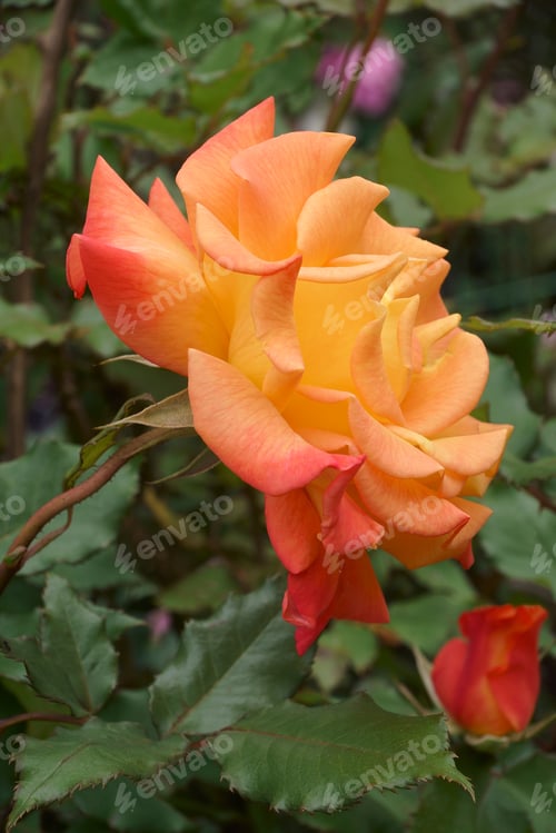 Preview: Close-Up Image Of Hybrid Rose Flower (Rosa)