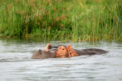 Preview: Hippo - Murchison Falls NP, Uganda, Africa