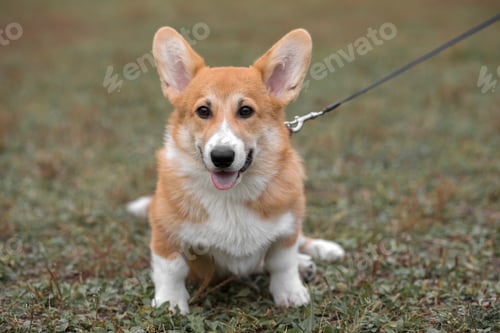 Preview: Happy and active purebred Welsh Corgi dog outdoors in the grass on a sunny summer day.