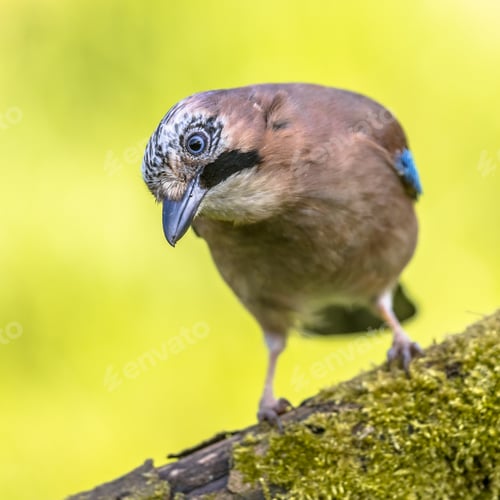 Preview: Eurasian jay looking down