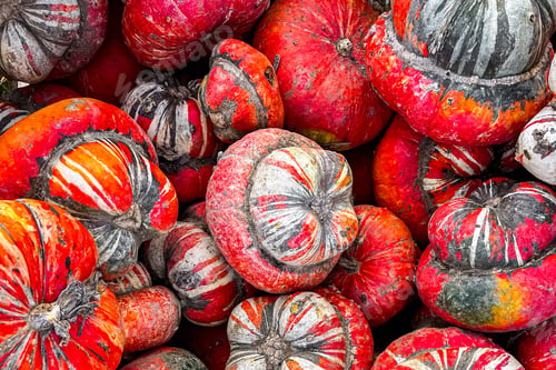Preview: pumpkin fresh harvest plant varieties of pumpkin food outdoor copy space food background rustic top