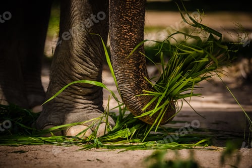 Preview: Close up an elephant truck with green grass on ground.