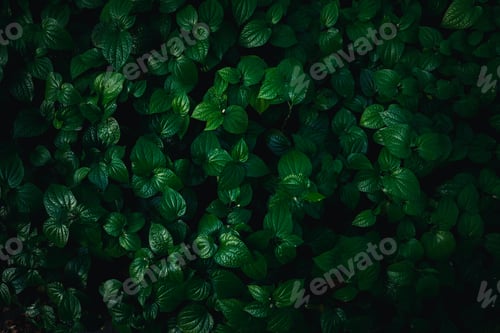 Preview: Close up group of background tropical green leaves texture and abstract background.