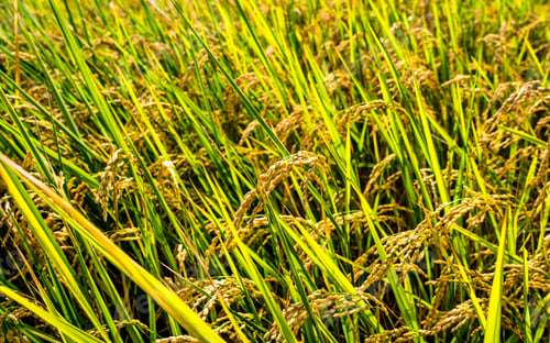 Preview: paddy farmland