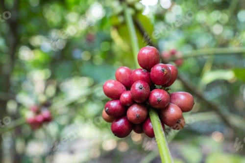 Preview: Ripe red Robusta coffee beans