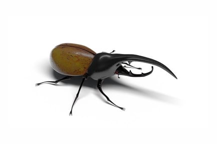 Preview: Hercules Beetle with Long Horns