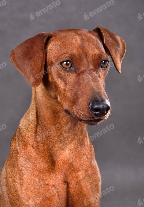 Preview: Portrait of Red German Pinscher dog