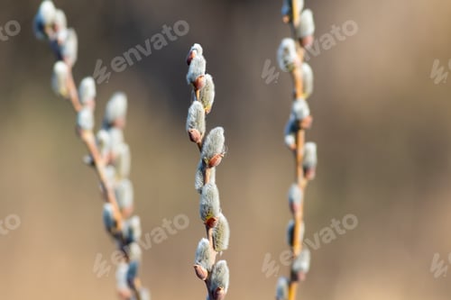 Preview: A branch of flowering willow tree on flat background. Willow catkins