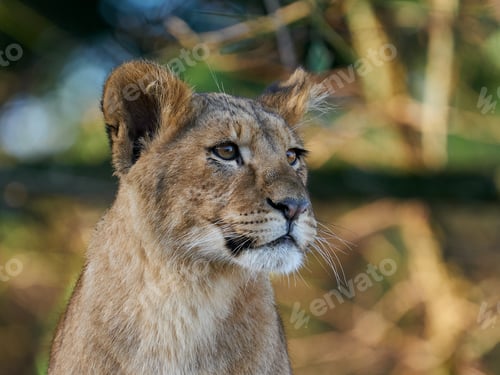 Preview: Lion (Panthera leo)