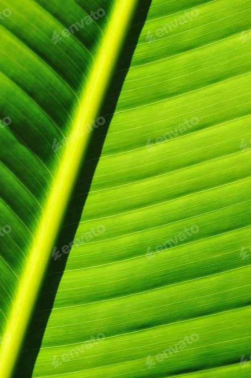 Preview: Palm tree leaf background
