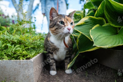 Preview: Curious kitten looking around with interest, walking outside on leash at nature, garden among plants