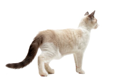 Preview: back view of Siamese kitten