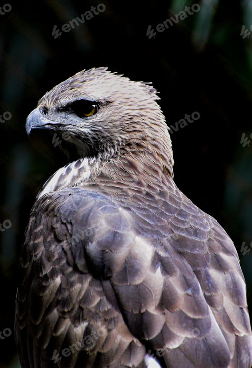 Preview: Close up of Changeable hawk