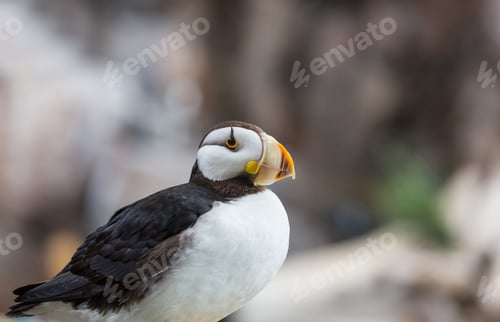 Preview: Puffin
