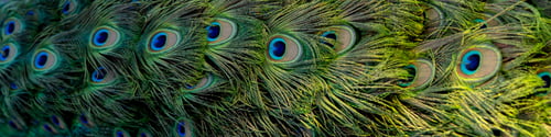 Preview: 4x1 banner for social networks and websites. Bright colorful multi-colored peacock tail close-up